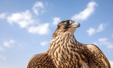 Falcon Hospital Tour